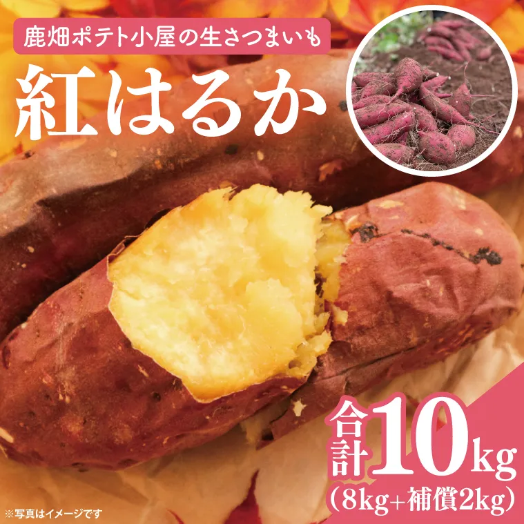 【先行予約】鹿畑ポテト小屋の生さつまいも 紅はるか 計 約10kg（８kg+約25％補償分）【鹿嶋市 減農薬 熟成 貯蔵 サツマイモ 生芋 べにはるか 送料無料 10キロ 15000円以内】 (KBR-11)