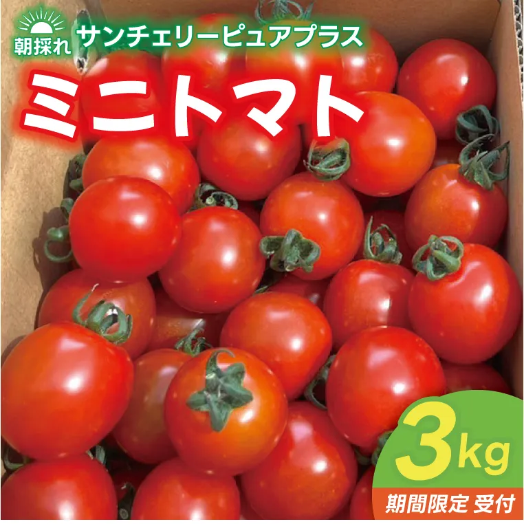 【先行予約】朝採れ サンチェリーピュアプラス ミニトマト ３kg 野菜 フレッシュ 新鮮 BBQ ぷちとまと 酸味 おいしい こども 甘み みずみずしい やさい 産地 直送 茨城 鹿嶋市 超濃厚 甘い 人気 ビタミンC 美味しい 大容量 ギフト 贈り物 産直野菜 農園直送 送料無料 (KAM-30)