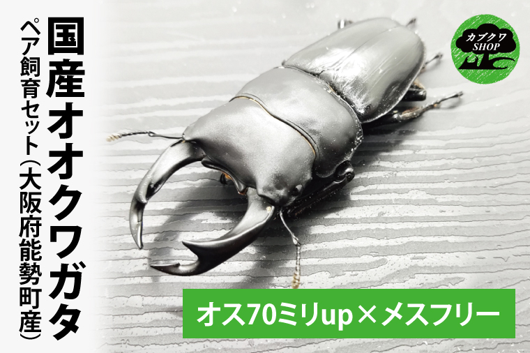 オオクワガタ【能勢YG血統】5ペア イベント用 【公式通販】