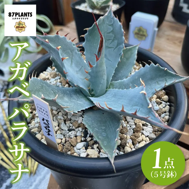 鹿嶋市産アガベ！　アガベ　パラサナ　５号鉢【アガベ 多肉植物キャベツヘッド 鉢 数量限定 茨城県 鹿嶋市 20000円以内】（KCP-9）