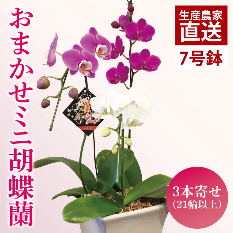 おまかせミニ胡蝶蘭（3本寄せ21輪以上）【陶器鉢】【お花 花 コチョウラン 胡蝶蘭 蘭 ラッピング 贈り物 プレゼント 誕生日 お祝い 誕生日 母の日 父の日 敬老の日 鹿嶋市 茨城県】(KAR-5)