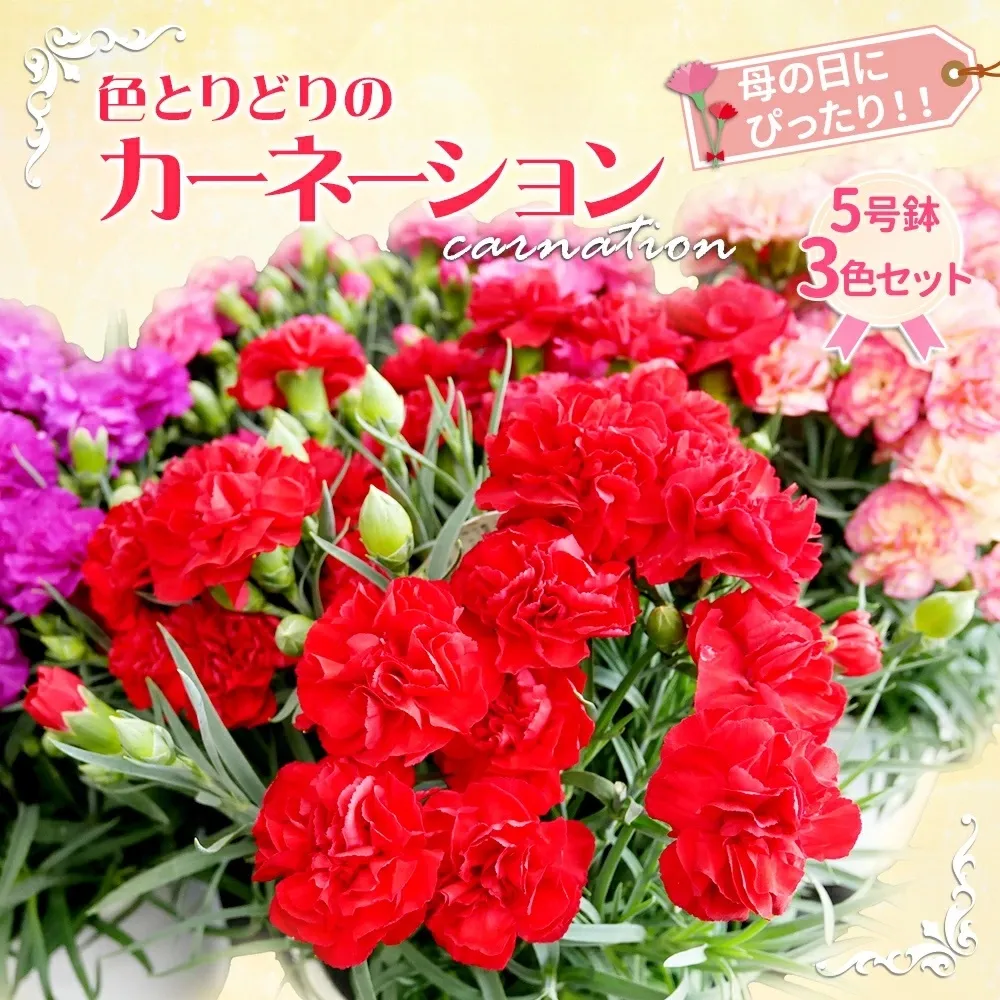 色とりどりのカーネーション （5号鉢） 3色セット 母の日 花 プレゼント (KAQ-1)