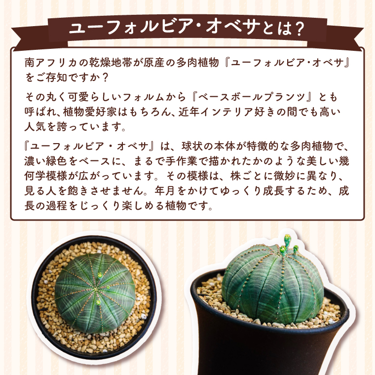 鹿嶋市産 実生ユーフォルビアオベサ（KDR-001）｜鹿嶋市｜茨城県｜返