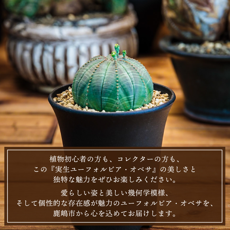 鹿嶋市産 実生ユーフォルビアオベサ（KDR-001）｜鹿嶋市｜茨城県｜返