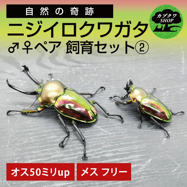 ニジイロクワガタ オスメス ペア飼育セット(2)【クワガタ クワガタムシ 昆虫 虫 国産 飼育 セット 夏休み 自由研究 鹿嶋市 茨城県】（KBY-10）