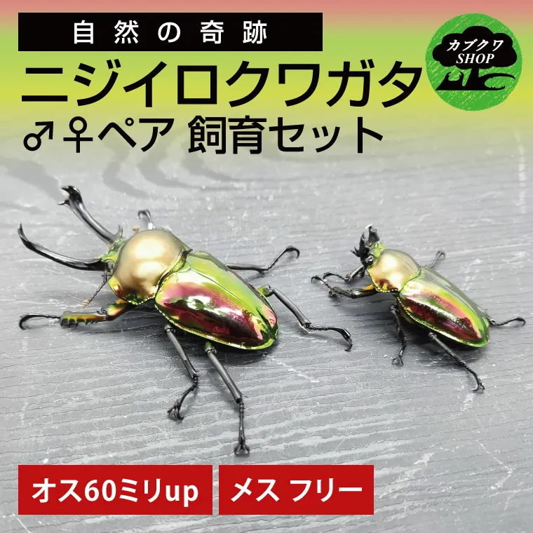 ニジイロクワガタ オスメス ペア飼育セット（60ミリupペア）【クワガタ クワガタムシ 昆虫 虫 国産 飼育 セット 夏休み 自由研究 鹿嶋市 茨城県】（KBY-13）