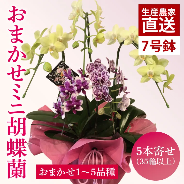 花農家応援企画！！おまかせミニ胡蝶蘭（5本寄せ）【お花 花 コチョウラン 胡蝶蘭 蘭 ラッピング 贈り物 プレゼント 誕生日 お祝い 誕生日 母の日 父の日 敬老の日 鹿嶋市 茨城県】（KAR-11）