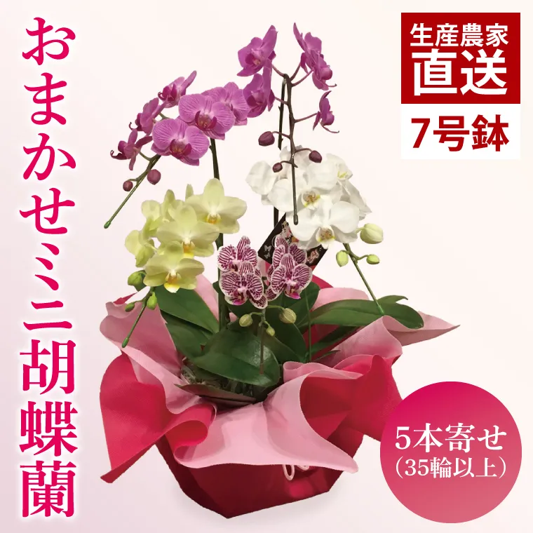 おまかせミニ胡蝶蘭（5本寄せ35輪以上）【お花 花 コチョウラン 胡蝶蘭 蘭 ラッピング 贈り物 プレゼント 誕生日 お祝い 誕生日 母の日 父の日 敬老の日 鹿嶋市 茨城県】（KAR-3）