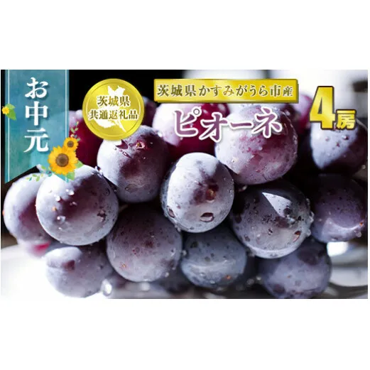 お中元 ピオーネ 4房【茨城県共通返礼品 かすみがうら市】　※2024年8月上旬～中旬頃に順次発送予定
