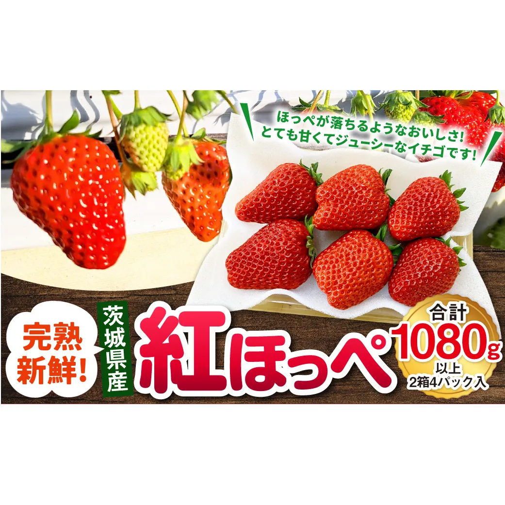 【先行予約】紅ほっぺ 2箱 4パック（合計1,080g以上） ※2027年2月～発送 | いちご 苺 フルーツ 果物 くだもの 果実 完熟 冷蔵 守谷市産 茨城県 守谷市