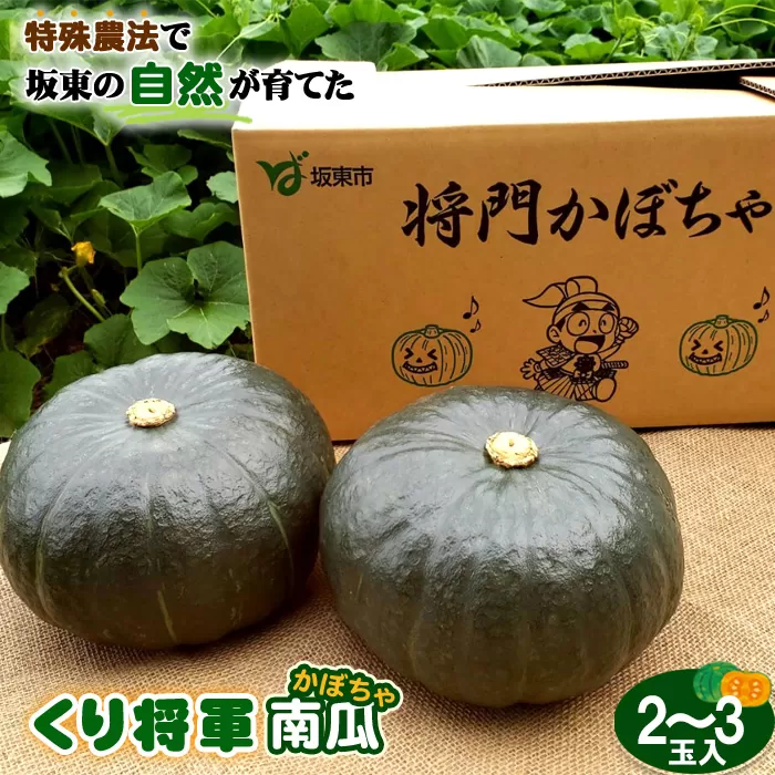 特殊農法で坂東の自然が育てた「くり将軍南瓜」2～3玉入 No.843