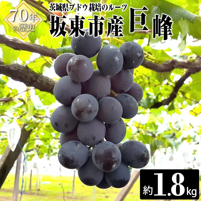 No.235 【先行予約】岩井の巨峰（令和7年産）約1.8kg