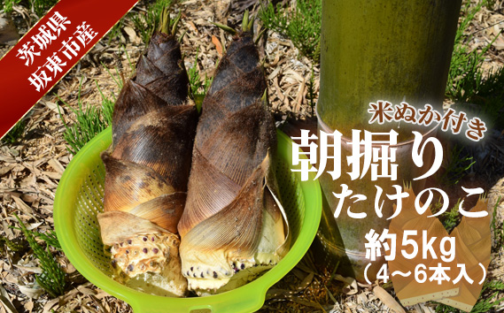 4月9日 早朝掘り　タケノコ　１０キロ 早掘りタケノコ 1キロ 鹿児島県産 筍 たけのこ | 合鴨棚田米と早