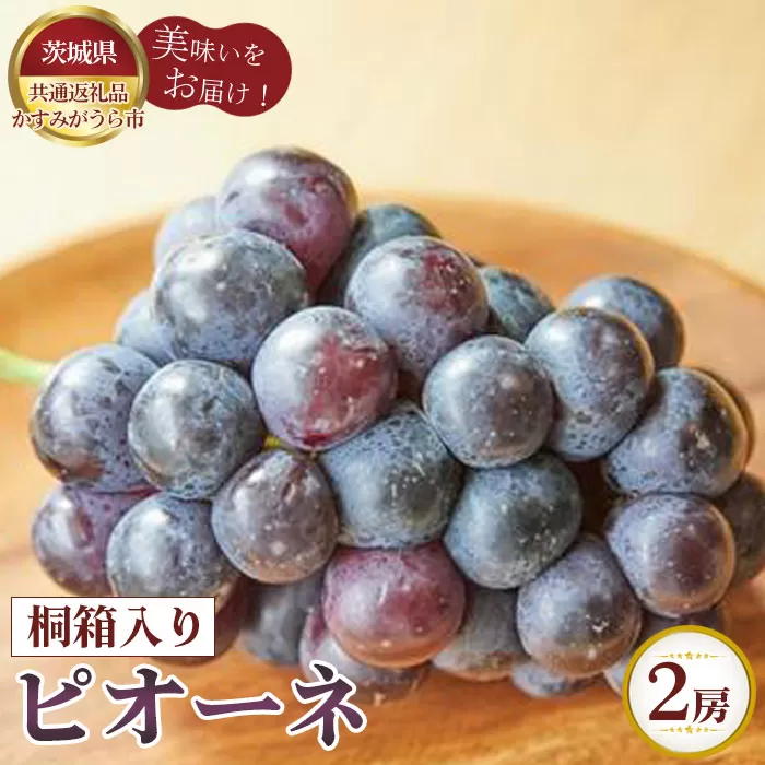 【先行予約】ピオーネ　桐箱入り2房【茨城県共通返礼品 かすみがうら市】 No.316