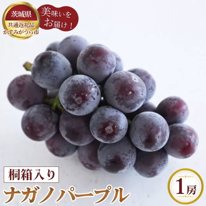 No.303 【先行予約】桐箱入りナガノパープル　1房【茨城県共通返礼品 かすみがうら市】