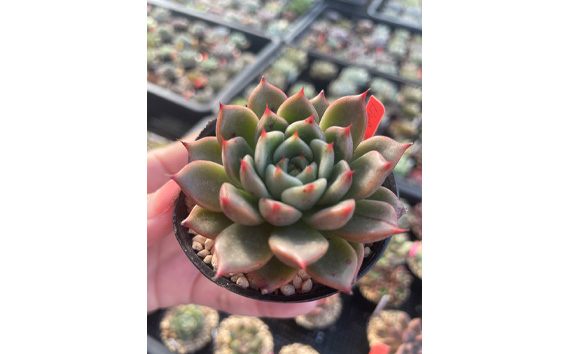 多肉植物6種類おまかせセット【札付き】 No.680｜坂東市｜茨城県｜返