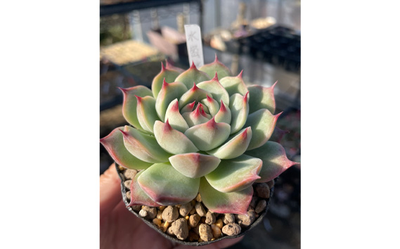 多肉植物⑤（お問合せはこちらからお願いします♪） 1_000000007801