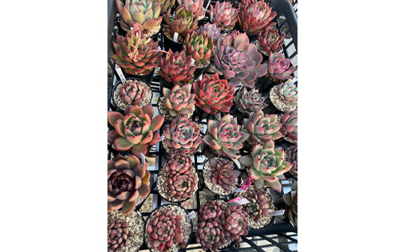 Mayu様　確認( ゜∀゜)つ　多肉植物 No.680 多肉植物7種類おまかせセット【札付き】｜マイナビ