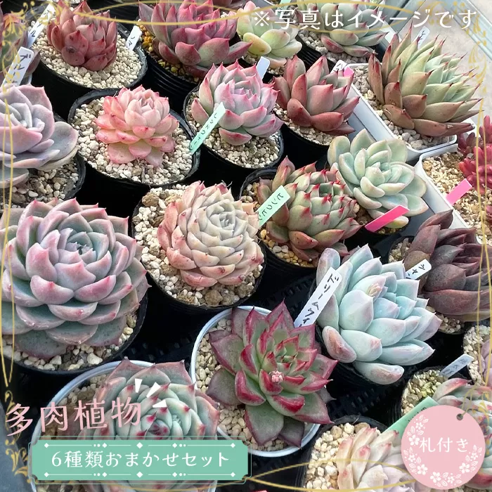 多肉植物6種類おまかせセット【札付き】 No.680｜坂東市｜茨城県｜返