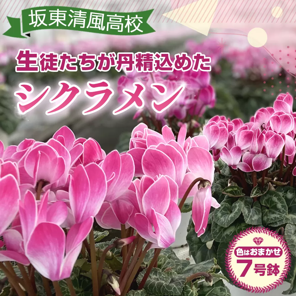 【期間限定】坂東清風高校の生徒が丹精込めて育てたシクラメン7号鉢 No.185