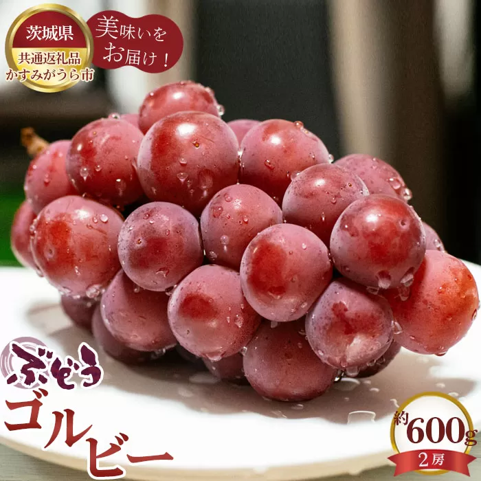 No.587 【先行予約】ぶどう　ゴルビー　約600g（2房）【茨城県共通返礼品 かすみがうら市】