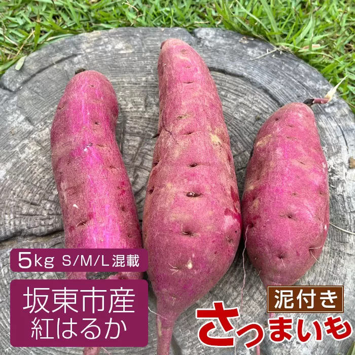 No.518 【箱入り】坂東市産　生さつまいも　紅はるか5kg（泥付きS、M、L混載）