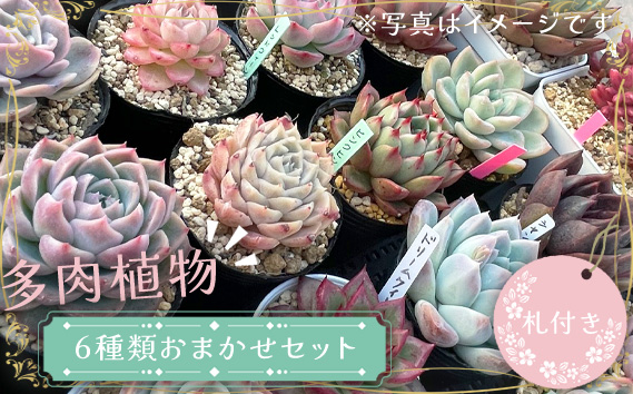 多肉植物6種類おまかせセット【札付き】 No.680｜坂東市｜茨城県｜返