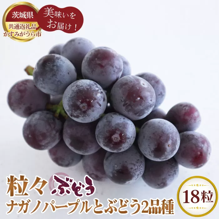 No.302 【先行予約】粒々ぶどう18粒　ナガノパープルとぶどう2品種【茨城県共通返礼品 かすみがうら市】