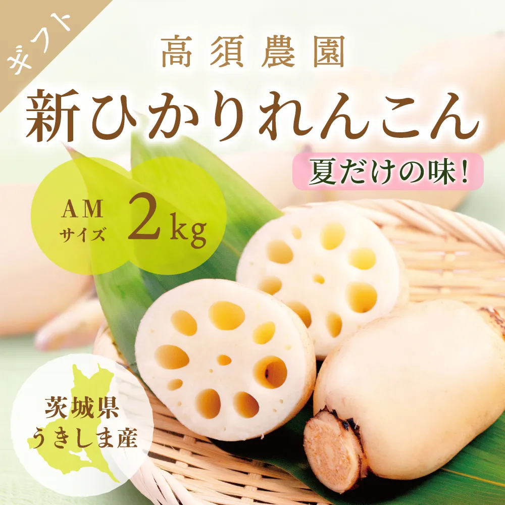 夏だけの味！「新ひかりれんこん」ギフト2kg (AMサイズ) 化粧箱入｜ レンコン 新れんこん 蓮根 根野菜 浮島れんこん 稲敷 稲敷 [1742]