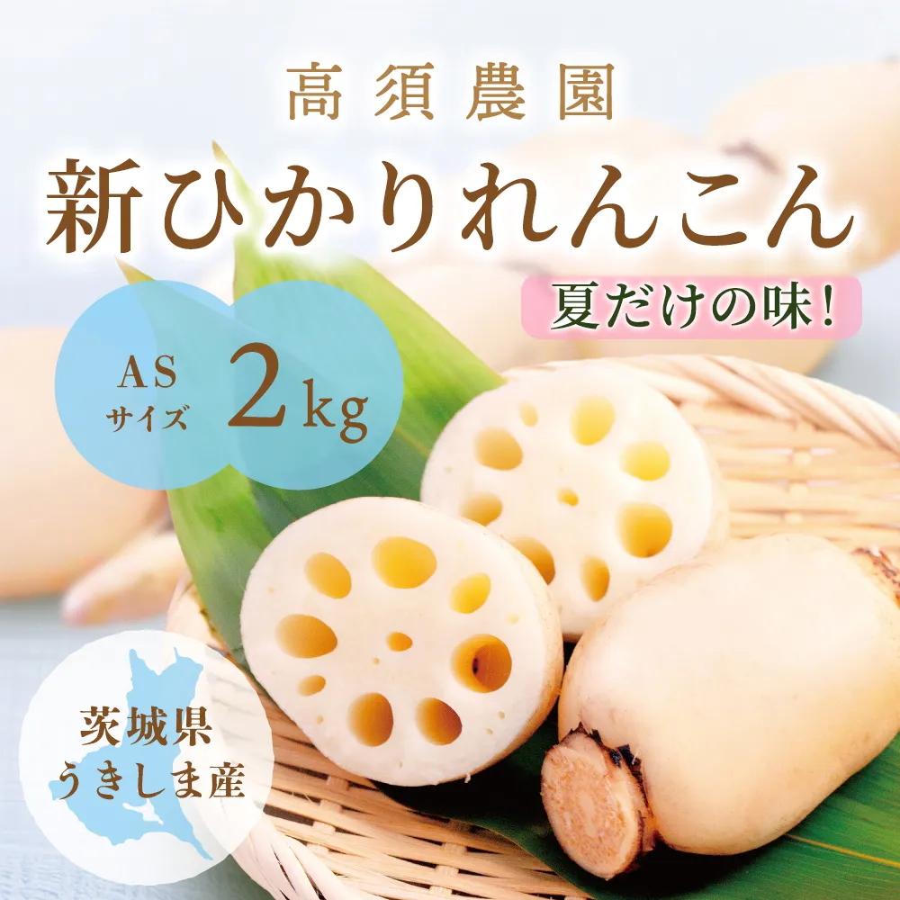 夏だけの味！「新ひかりれんこん」2kg (ASサイズ) 専用箱入｜ レンコン 新れんこん 蓮根 根野菜 浮島れんこん 稲敷 稲敷 [1743]