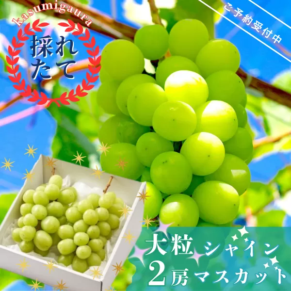 【先行受付】茨城県かすみがうら市産　シャインマスカット2房(約700g×2)【配送不可地域：離島・沖縄県】【1130740】