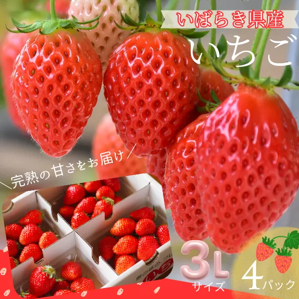 菅谷いちご園の完熟いちご『いちごっ子』 3Lサイズ 11粒×4パック【配送不可地域：離島・北海道・沖縄県・信越、北陸・東海・近畿・中国・四国・九州】【1484634】