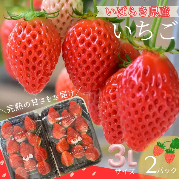 菅谷いちご園の完熟いちご『いちごっ子』 3Lサイズ 11粒×2パック【配送不可地域：離島・北海道・沖縄県・信越、北陸・東海・近畿・中国・四国・九州】【1484628】