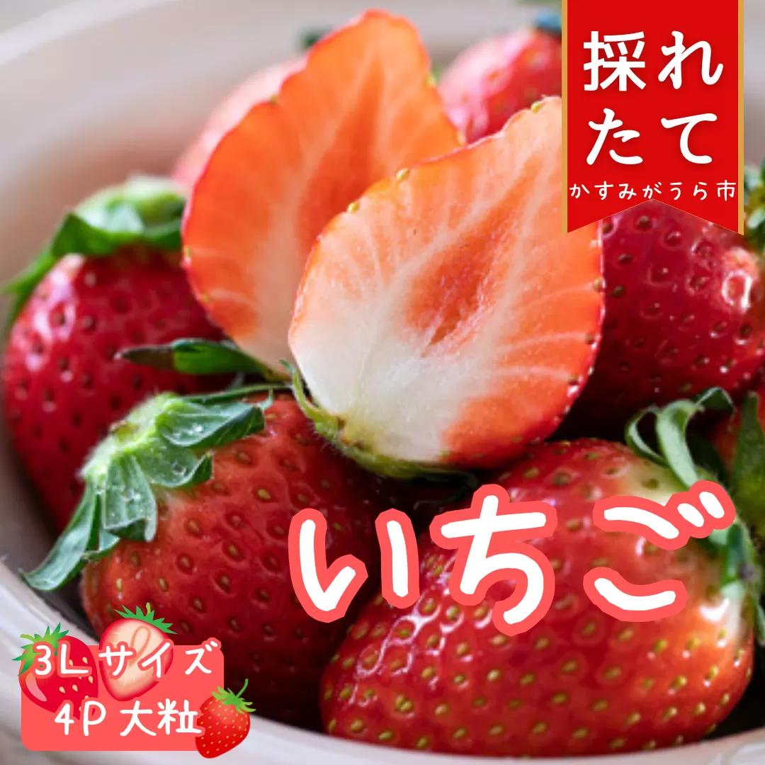 菅谷いちご園の完熟いちご『いちごっ子』 3Lサイズ 11粒×4パック【配送不可地域：離島・北海道・沖縄県・信越、北陸・東海・近畿・中国・四国・九州】【1484634】