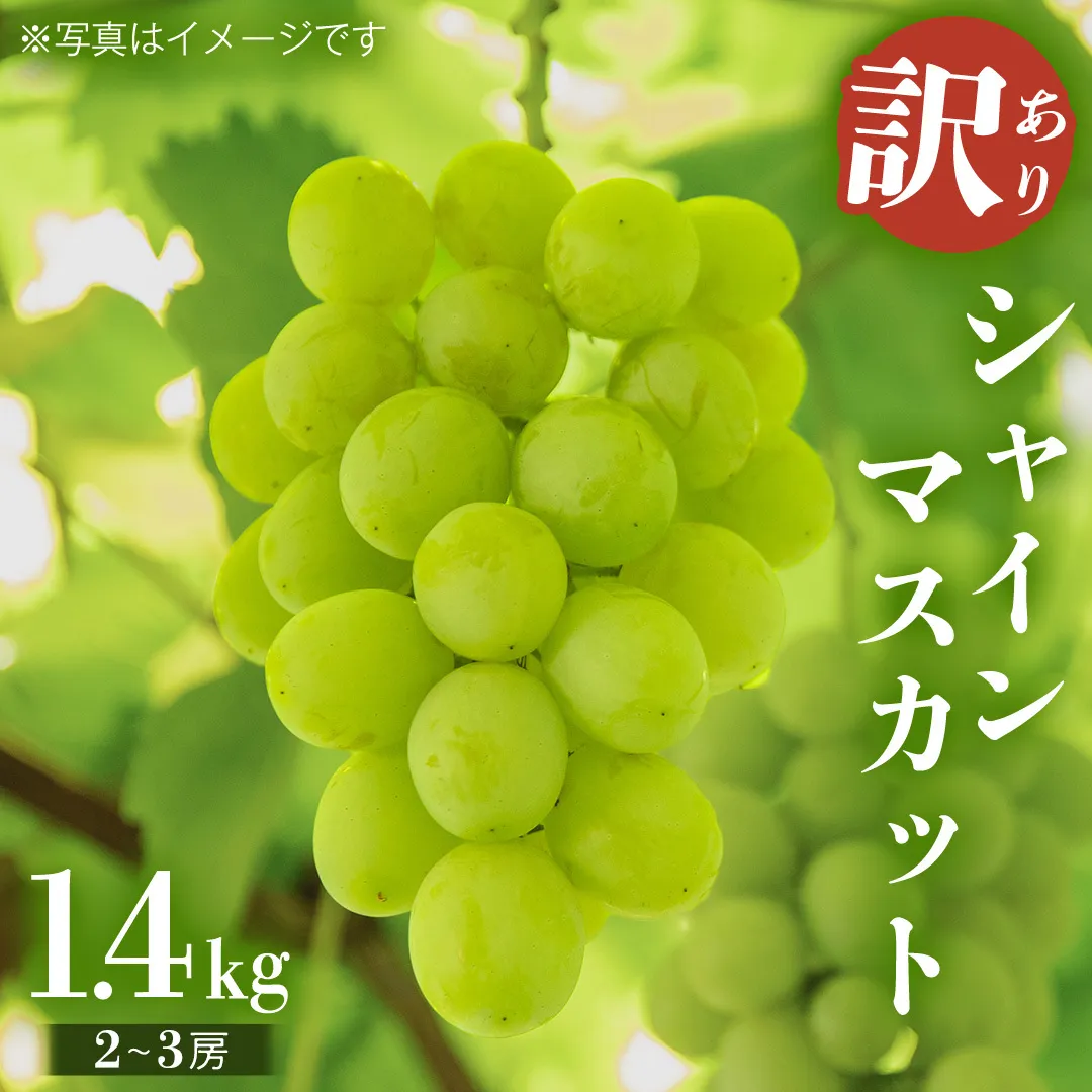  【 2025年9月上旬から発送開始 】 シャインマスカット ご家庭用 1.4kg 以上（ 2房 ～ 3房 ） マスカット ぶどう 葡萄 旬 果物 くだもの フルーツ 訳あり 自宅用 家庭用 数量限定 茨城[BZ001sa]
