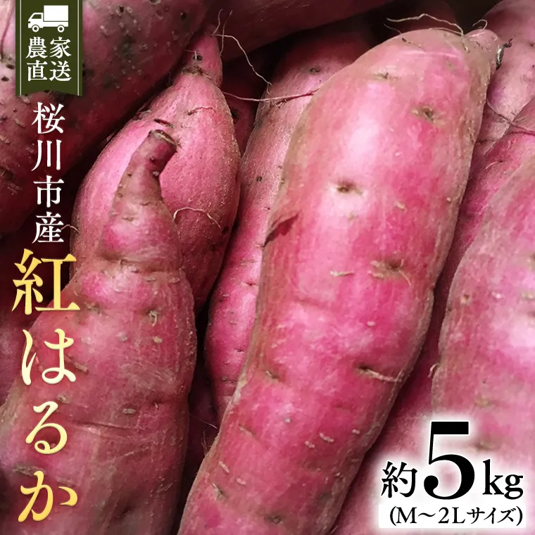 【2026年10月下旬発送開始】桜川産 さつまいも 紅はるか 5kg 茨城県 サツマイモ べにはるか 芋 甘い [SC029sa]