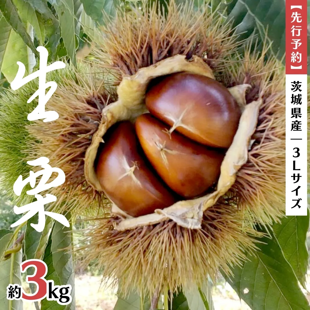 【先行予約】茨城県産 生栗 3Lサイズ 約3kg (2025年10月上旬発送開始) 茨城県産 産地直送 久保田果樹園 茨城 栗 くり 季節 秋 旬 直送 [DH014sa]