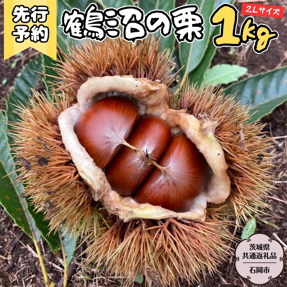 【2025年9月上旬発送開始】鶴沼 の 栗 1kg (茨城県共通返礼品／石岡市) 和栗 国産栗 くり 栗 生栗 オーガニック肥料 果じゅまる園 先行予約 [DQ001sa]