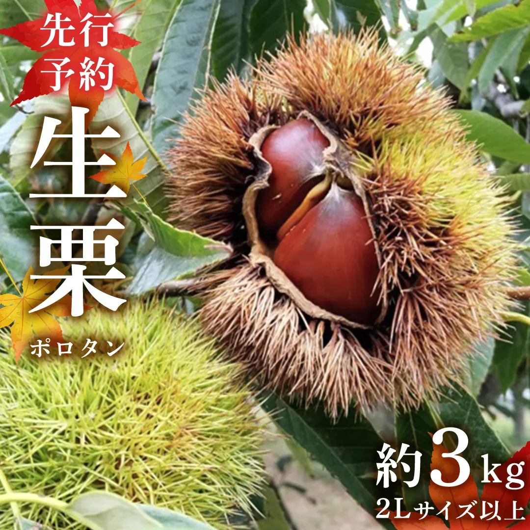【先行予約】 ポロタン 生栗 2Lサイズ 以上 約3kg （2025年9月中旬発送開始） ぽろたん 茨城県産 産地直送 久保田果樹園 茨城 栗 くり 季節 秋 旬 直送 [DH017sa]