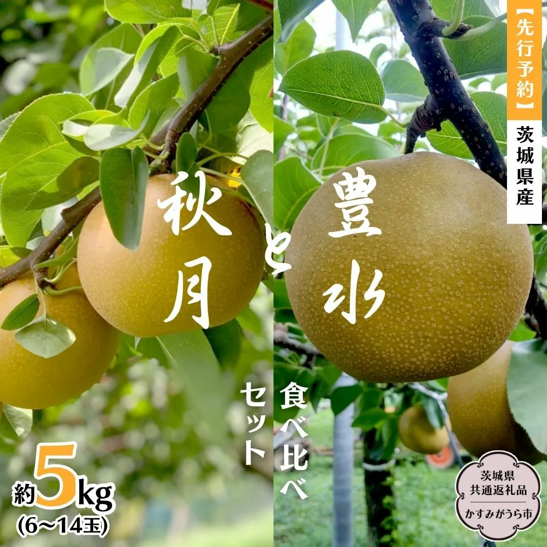【 先行予約 】 茨城県産 梨 豊水 と 秋月 の 食べ比べ セット 約5kg 6玉～14玉 ( 茨城県共通返礼品 かすみがうら市 )  (2025年9月上旬発送開始) 産地直送 久保田果樹園 フルーツ 甘い 直送 茨城 限定 ギフト 梨 秋月 あきづき 豊水 ほうすい 果物 [DH005sa]