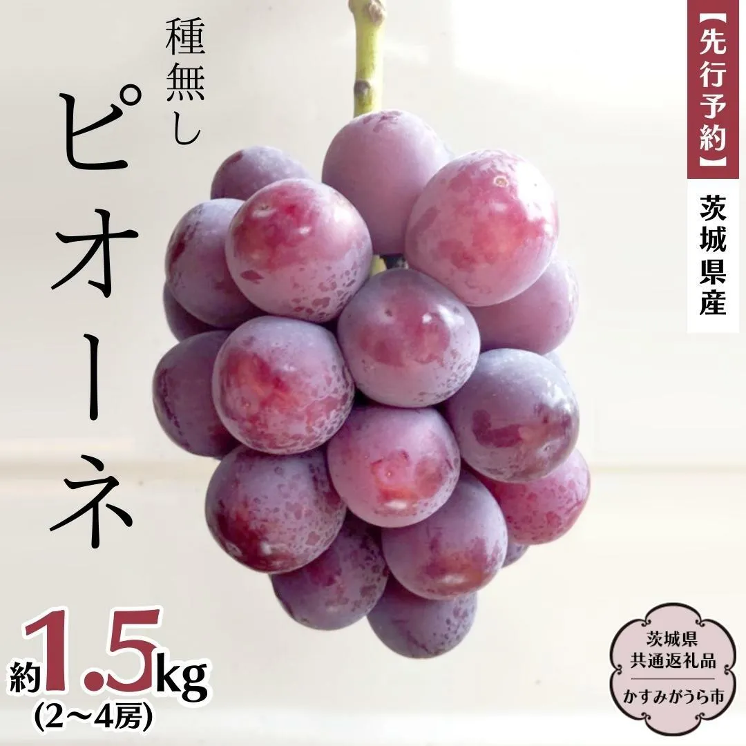 【 先行予約 】 茨城県産 ピオーネ（種なし）約1.5kg（2～4房） (茨城県共通返礼品 かすみがうら市)  (2025年9月上旬発送開始)  久保田果樹園 産地直送 フルーツ 甘い 直送 茨城 限定 ギフト ぶどう ピオーネ 果物 [DH007sa]