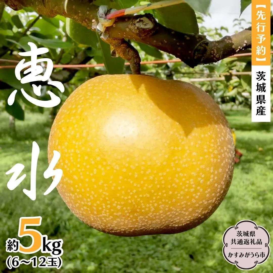 【 先行予約 】 茨城県産 梨 恵水 約5kg 6玉～12玉 (茨城県共通返礼品 かすみがうら市) (2025年9月中旬発送開始) 産地直送 久保田果樹園 フルーツ 甘い 直送 茨城 限定 ギフト 梨 恵水 けいすい 果物 [DH003sa]