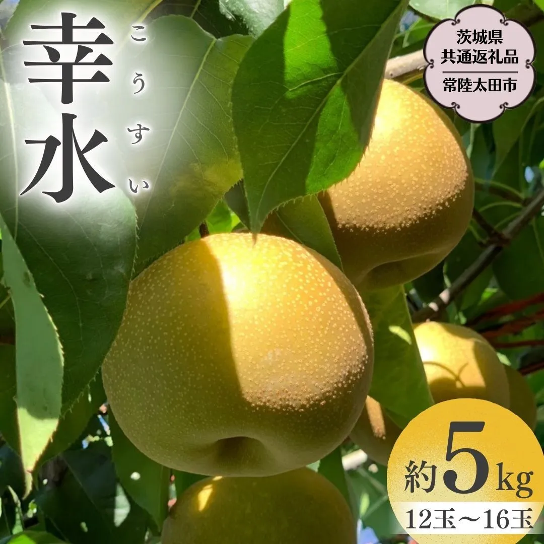 【2026年8月中旬発送開始】 茨城県産 梨 「 幸水 」 約 5kg 12玉 ～ 16玉 【茨城県共通返礼品／常陸太田市】 桧山果樹園 農家直送 フルーツ 甘い 直送 茨城 限定 ギフト 梨 幸水 こうすい 果物 [DU002sa]