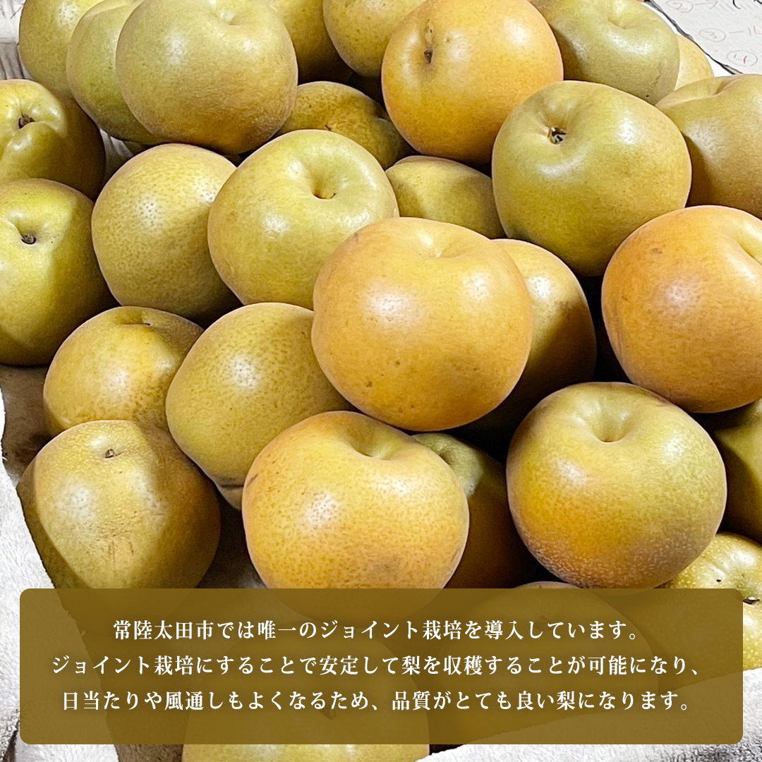 2025年9月上旬発送開始】 茨城県 オリジナル 幻の 高級梨 『 恵水