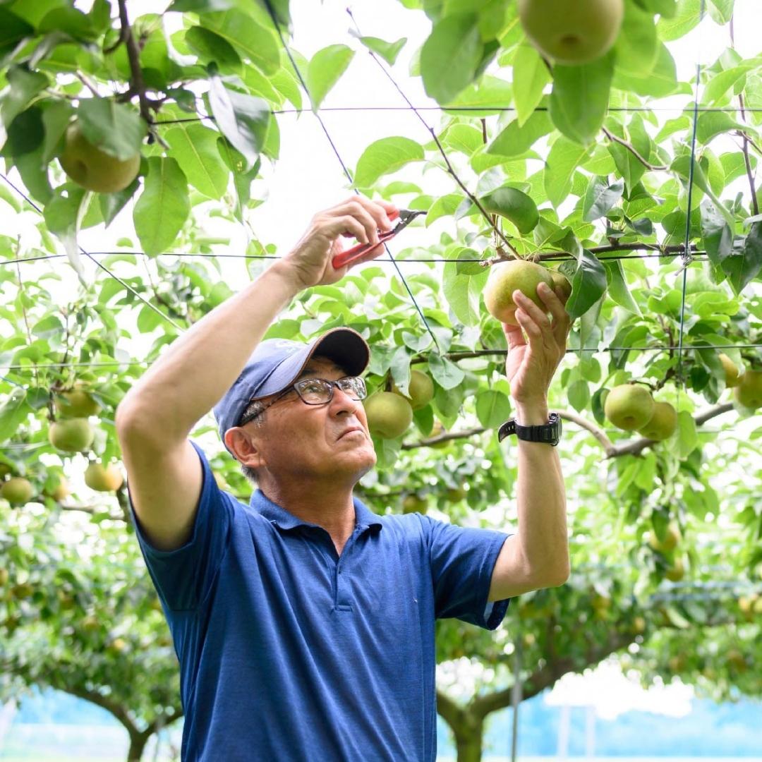 2025年9月上旬発送開始】 茨城県 オリジナル 幻の 高級梨 『 恵水