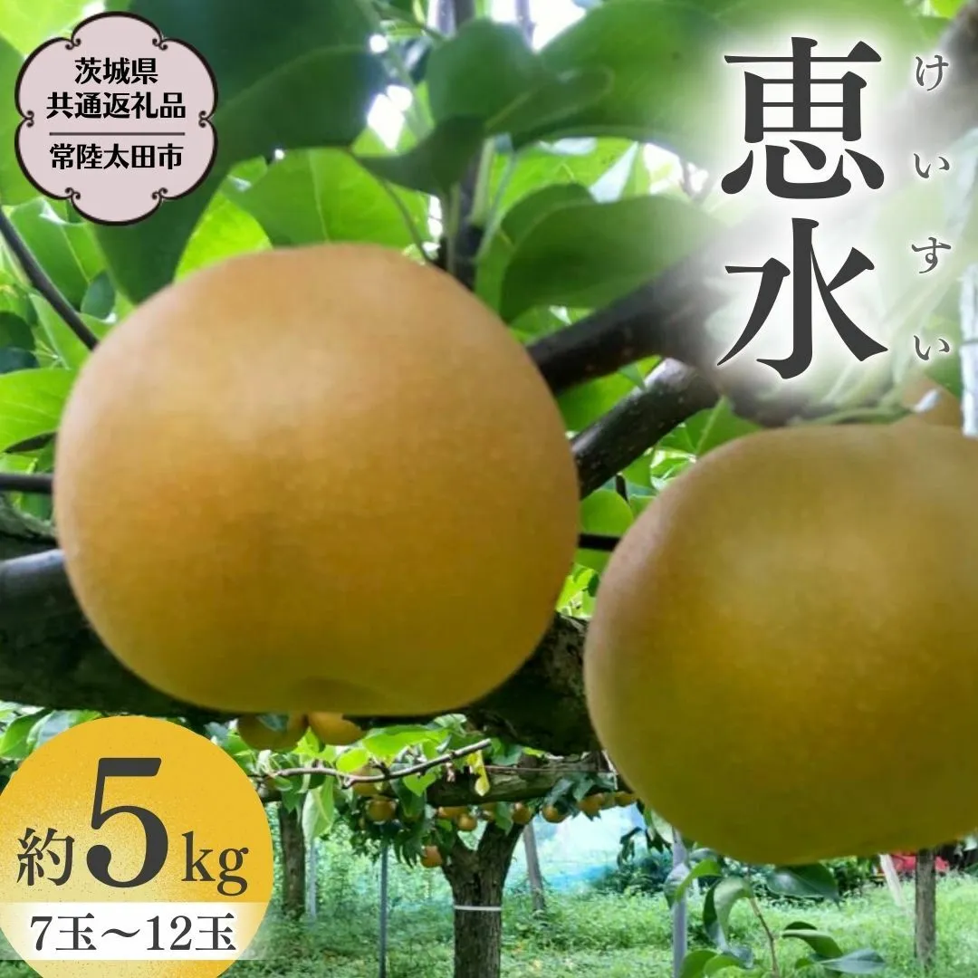 【2025年9月上旬発送開始】 茨城県オリジナル 高級梨 『 幻 の 恵水 』 約 5kg 7玉 ～ 12玉 【茨城県共通返礼品／常陸太田市】 桧山果樹園 農家直送 桧山果樹園 農家直送 フルーツ  甘い 直送 茨城 限定 ギフト 梨 恵水 けいすい 果物 [DU008sa]