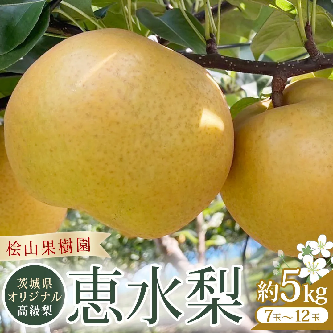 【2025年9月上旬発送開始】 茨城県 オリジナル 幻の 高級梨 『 恵水 』 約 5kg 7玉 ～ 12玉 【茨城県共通返礼品／常陸太田市】 桧山果樹園 農家直送 桧山果樹園 農家直送 フルーツ  甘い 直送 茨城 限定 ギフト 梨 恵水 けいすい 果物 [DU008sa]
