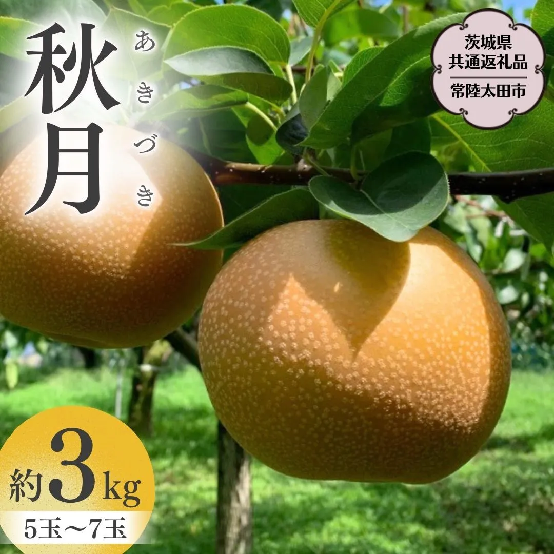 【2026年9月中旬発送開始】 茨城県産 梨 「 秋月 」 約 3kg 5玉 ～ 7玉 【茨城県共通返礼品／常陸太田市】 桧山果樹園 農家直送 桧山果樹園 農家直送 フルーツ  甘い 直送 茨城 限定 ギフト 梨 秋月 あきづき 果物 [DU009sa]