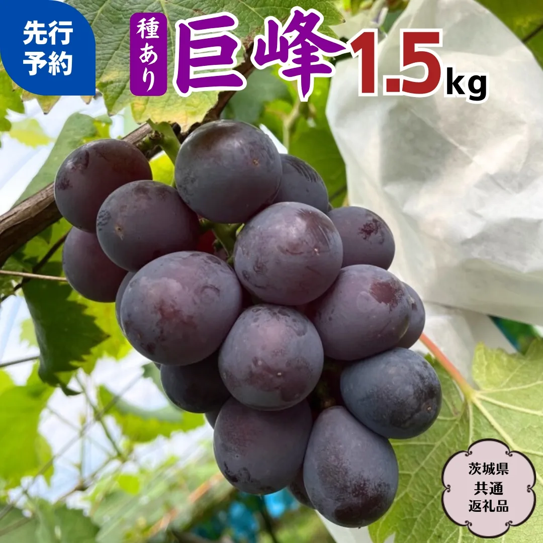 【2025年8月中旬から発送開始 】 巨峰 1.5kg ( 種あり ) ( 茨城県共通返礼品 石岡市 ) ぶどう ブドウ フルーツ 果物 [DC007sa]	