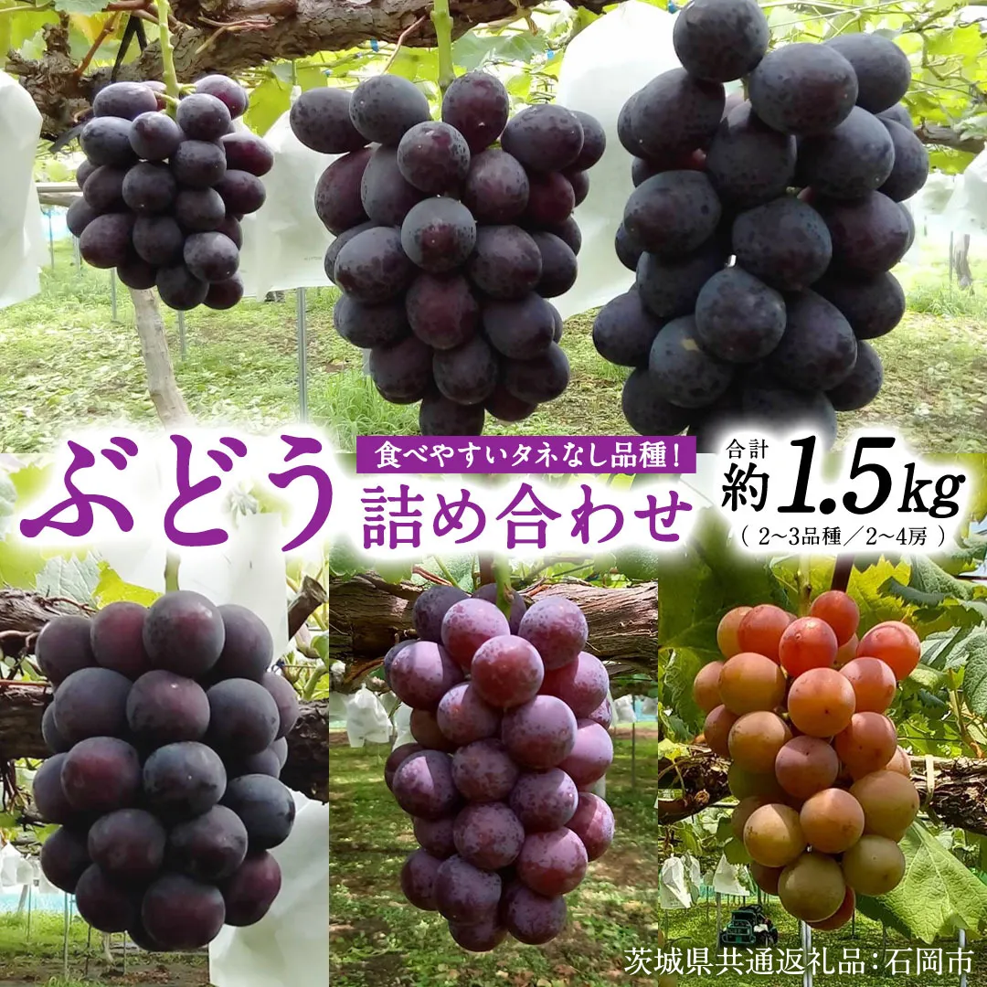 旬 の「種なし ぶどう 詰め合わせ 約 1.5kg ( 2房 ～ 4房 ) 【茨城県共通返礼品/石岡市】 葡萄 ブドウ 種無し [FB010sa]